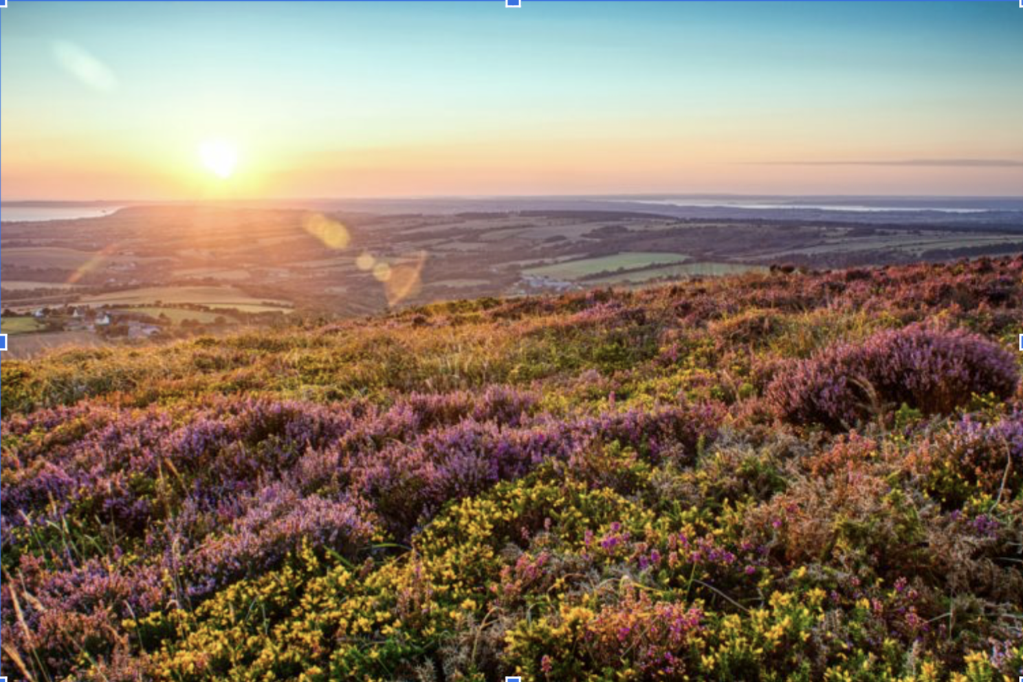 Contenu de l’article