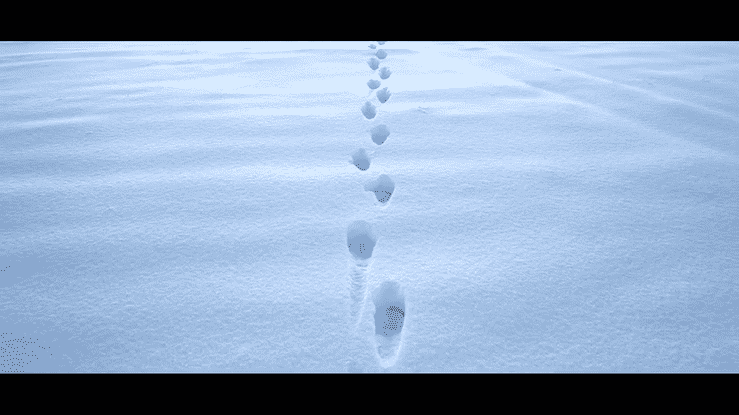 Contenu de l’article